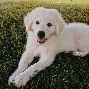 Meet your Posher, Mattie